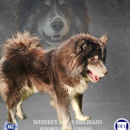 Whiskey - Siberian Husky