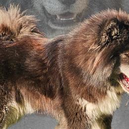 Whiskey - Siberian Husky