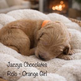 Rolo - Apricot female Goldendoodle puppy in Waterford, California from Alvdoodles