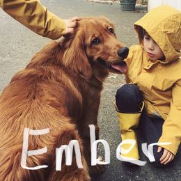 Golden Retriever All Grown Up from Nelsons Goldens