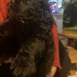 Newfoundland Puppies from Burning Embers Newfoundlands