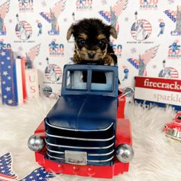 Teacup Zuri - Black and tan female Yorkshire Terrier puppy in Lithonia, Georgia from Toy Yorkies Atlanta
