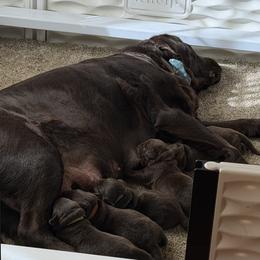 Mr Black - Chocolate male Labrador Retriever puppy in Douglas, Massachusetts from Oak Breeze Retrievers