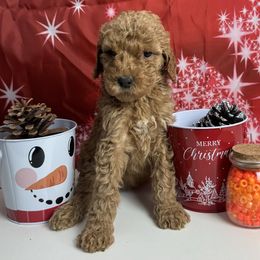Orange Collar Standard Poodle - Red  female Poodle puppy in Murrayville, Georgia from Spoiled Rotten Kennels