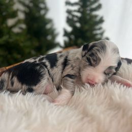Smoky - White and blue merle male Bordoodle puppy in Valley Center, California from Circle R Valley Bordoodls