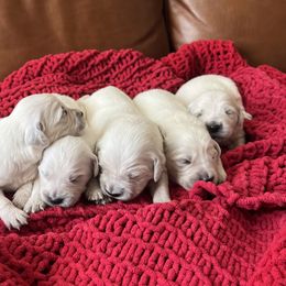 Golden Retriever Puppies from Southern Nevada Goldens