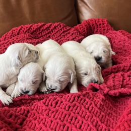 Golden Retriever Puppies from Southern Nevada Goldens