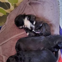 Shih Tzu Puppies from Lynn Hirneisen's Shih Tzus