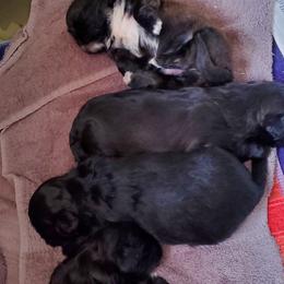 Shih Tzu Puppies from Lynn Hirneisen's Shih Tzus
