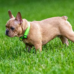 Green Bean - Fawn male French Bulldog puppy in Tampa, Florida from Tampa Bay Frenchies LLC