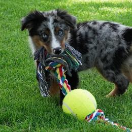 Kisser BMM - Blue merle male Miniature Australian Shepherd puppy in Lawton, Oklahoma from Lindsey’s Aussies