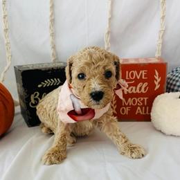 Caramel - Cream female Goldendoodle puppy in Cedartown, Georgia from Loyal Doodles
