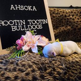 French Bulldog Puppies from Rootin' Tootin' Bulldogs, LLC