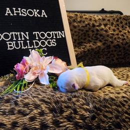 French Bulldog Puppies from Rootin' Tootin' Bulldogs, LLC
