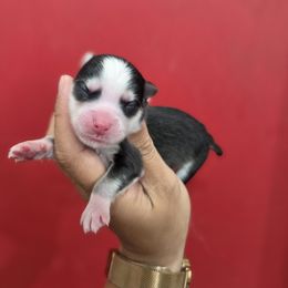 Bruneau - Black and white male Pomsky puppy in Mc Callsburg, Iowa from SZ Rolling Acres LLC
