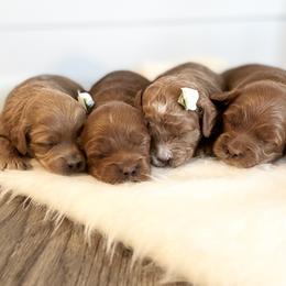 Labradoodle Puppies from Uintah Basin Doodles