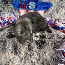Eggplant - Agouti and white female Siberian Husky puppy in Folsom, Louisiana from Geaux Fluffy