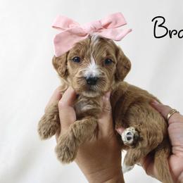 Brandy - Red  female Goldendoodle puppy in Casa Grande, Arizona from AzDoodle Dandies