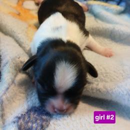 Girl 2 - female Shih Tzu puppy in Benbrook, Texas from 2 Sons & 4 Paws Puppies