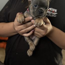 Mini - Blue female French Bulldog puppy in Redmond, Oregon from Ballen Bulldogs