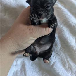Lola - Chocolate brindled fawn female Chihuahua puppy in Amity, Pennsylvania from Baxters Chihuahuas