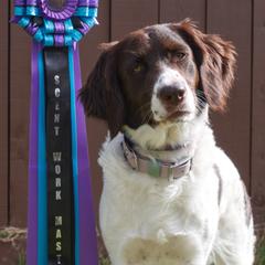 Drentsche Patrijshonds from Meliora Drentsche Patrijshonden