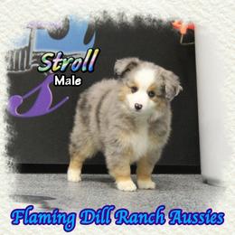 Stroll - Blue merle male Toy Australian Shepherd puppy in Forestburg, Texas from Flaming Dill Ranch Aussies