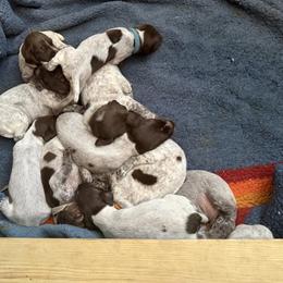 German Shorthaired Pointer puppies from Harris Enterprise & Kennels LLC
