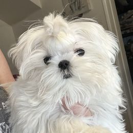 Lily - Maltese