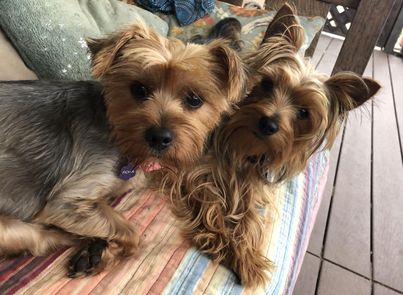 2 yorkies sit on a bench together. one has drop ears and the other has prick ears
