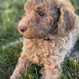 Remi - Caramel male Labradoodle puppy in Toledo, Washington from Bigfoot Doodles
