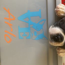 Boston Terrier Puppies from Candied Bostons