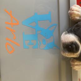 Boston Terrier Puppies from Candied Bostons