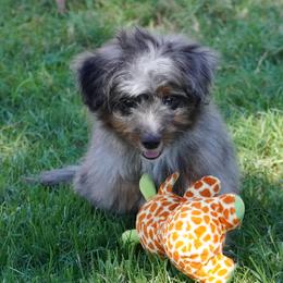 Coconut BMM - Blue merle male Aussiedoodle puppy in Lawton, Oklahoma from Lindsey’s Aussies