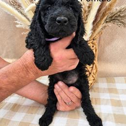 Lake - Black female Poodle puppy in Woodleaf, North Carolina from Circle T Ranch K9s