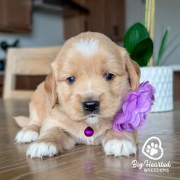 Feta - Cream female Goldendoodle puppy in Utah County, Utah from Big Hearted Breeders