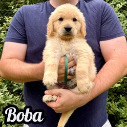 Boba - Golden male Golden Retriever puppy in Salem, Virginia from Virginia Goldens