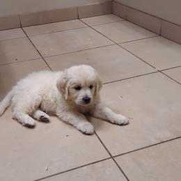 Bentley - Light golden male Golden Retriever puppy in Fowlerville, Michigan from Gratz Kennels