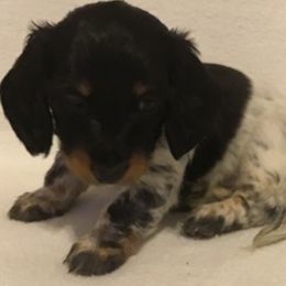 Girl 3 - Dachshund puppy in Great Bend, Pennsylvania from Dashing Doxies