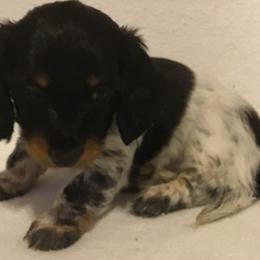Girl 3 - Dachshund puppy in Great Bend, Pennsylvania from Dashing Doxies