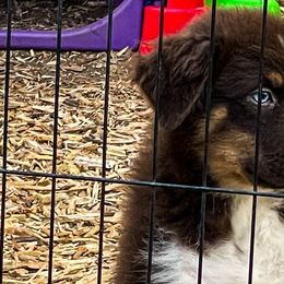 Reese - Australian Shepherd puppy in Coldwater, Michigan from Northern Star Australian Shepherds