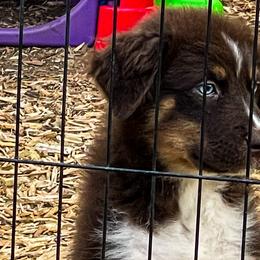 Reese - Australian Shepherd puppy in Coldwater, Michigan from Northern Star Australian Shepherds