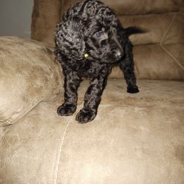 Tobi - Goldendoodle puppy in Salem, Alabama from Oddles Of Doodles