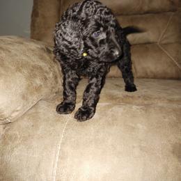 Tobi - Goldendoodle puppy in Salem, Alabama from Oddles Of Doodles