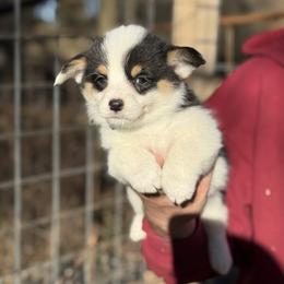 1,200 Mismark Tri Black - Black and tan male Pembroke Welsh Corgi puppy in Nashville, Arkansas from Whisenhunt Farms
