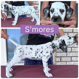 Smore's - White and black female Dalmatian puppy in Melrose, New Mexico from ECMO Farm Dalmatians & Labrador Retrievers