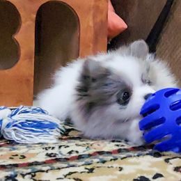 Pomeranian Puppies from Pawsome Poms