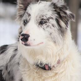 Luna - Border Collie