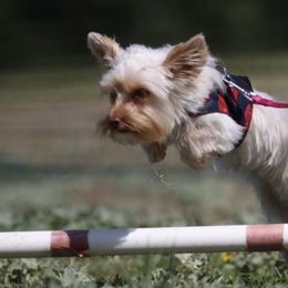 Yorkshire Terriers from Helen Chappel