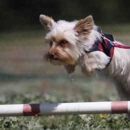 Yorkshire Terriers from Helen Chappel
